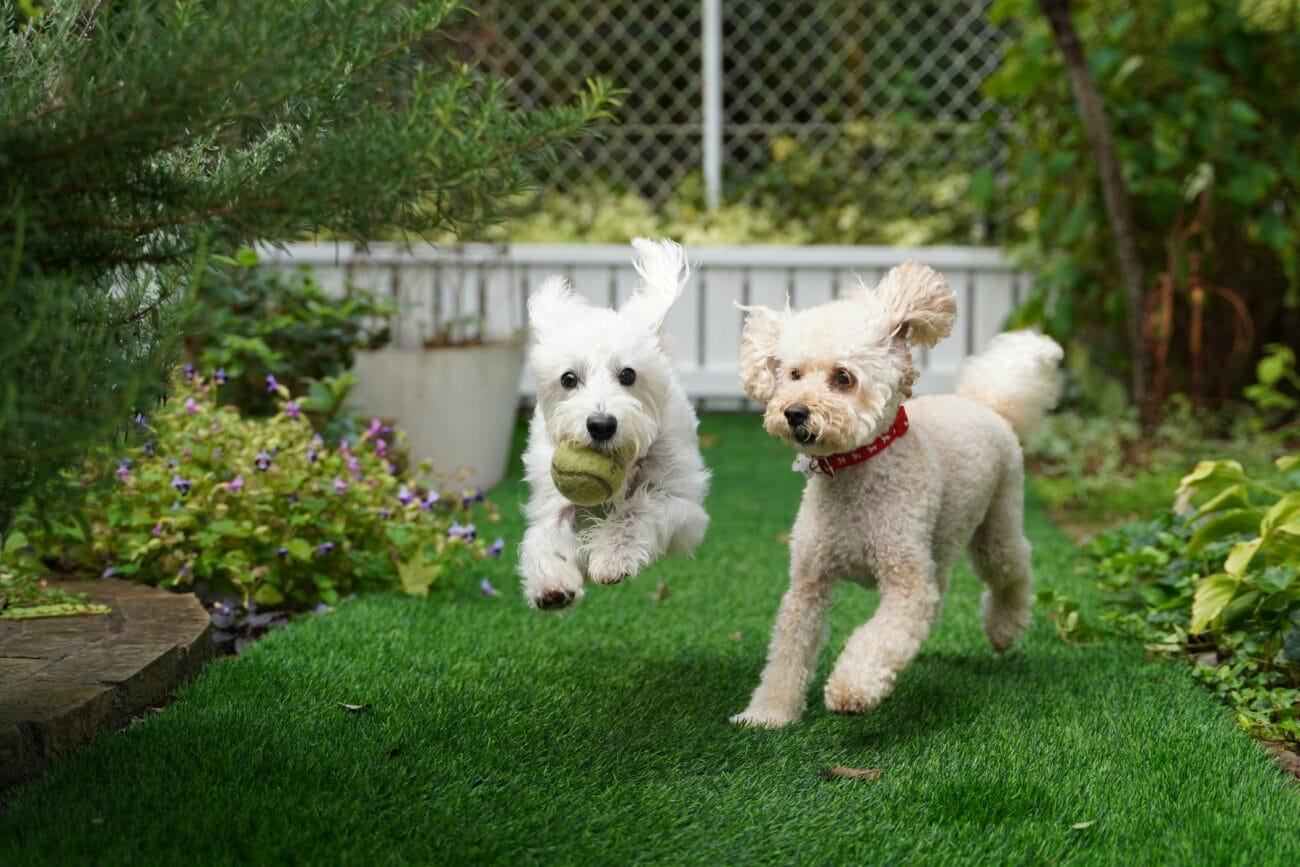 10 Best Dog Boarding in Southampton