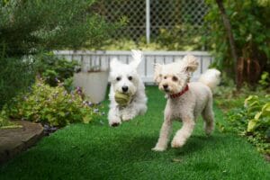 10 Best Dog Boarding in Southampton