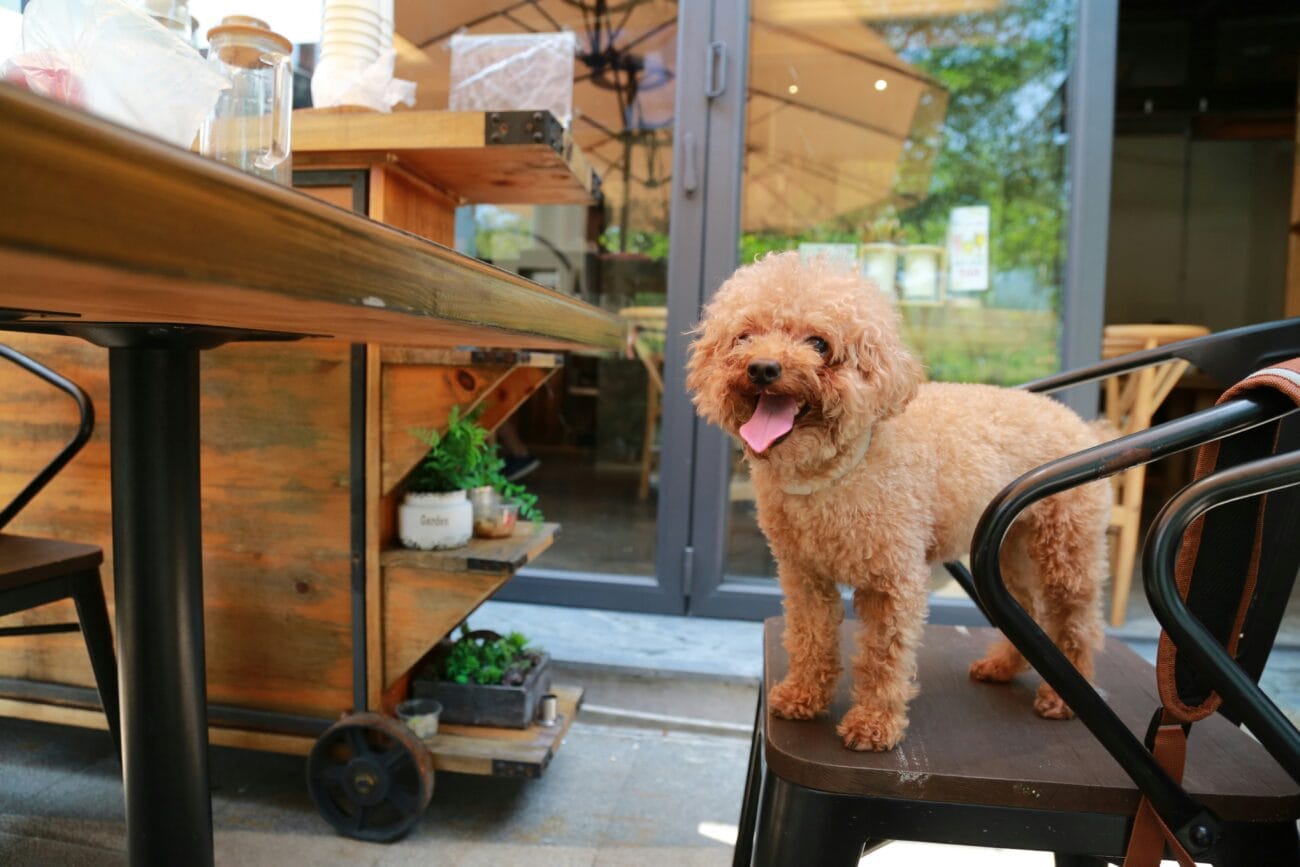 10 Best Dog-Friendly Restaurants in Southampton