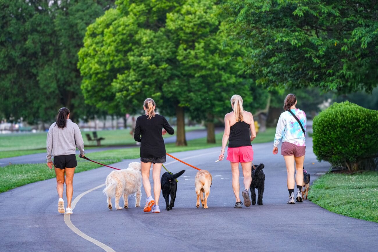 10 Best Dog Walks in Southampton Dog-friendly Trails (2026)