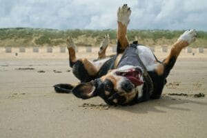Bark on the Beach 2026