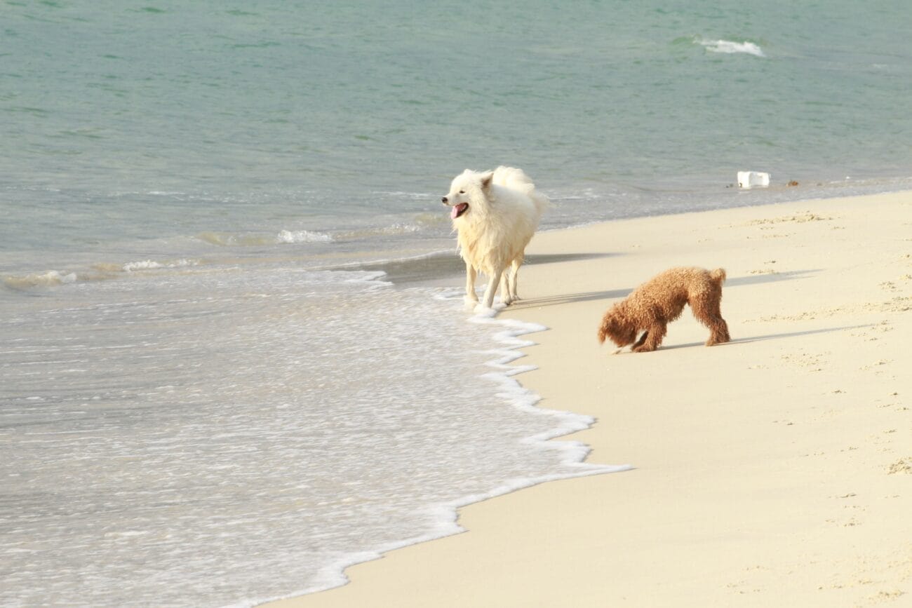 Best Dog-Friendly Beaches Near Southampton