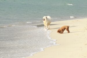 Best Dog-Friendly Beaches Near Southampton