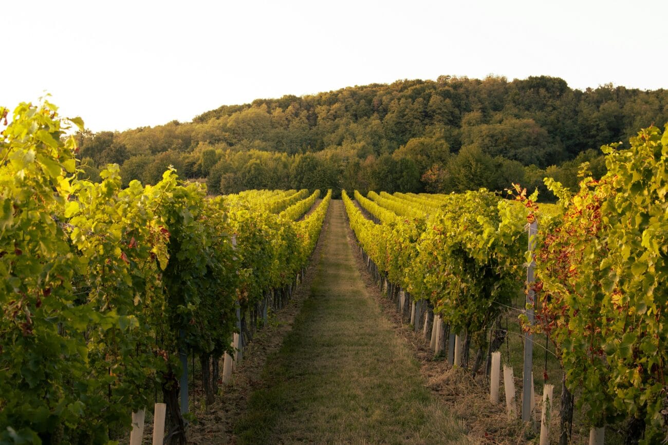 Best Vineyards Near Southampton Top Rated Wine Spots