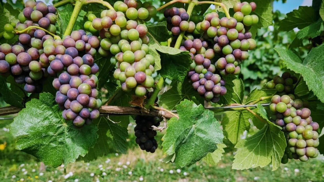 Black Chalk Wine