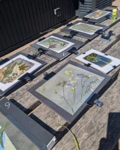 Cyanotype Printing Workshop 2026