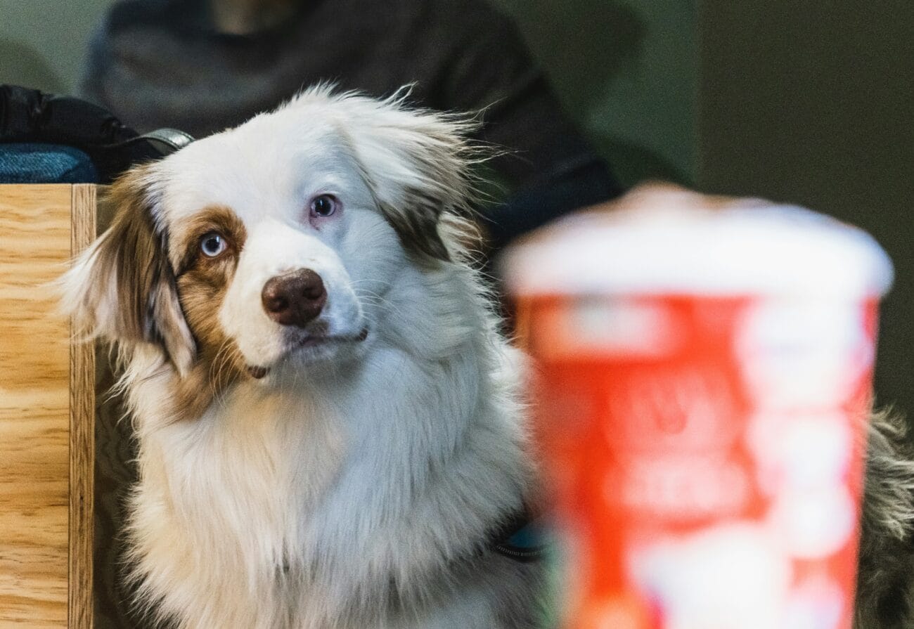 Dog-Friendly Cafes in Southampton