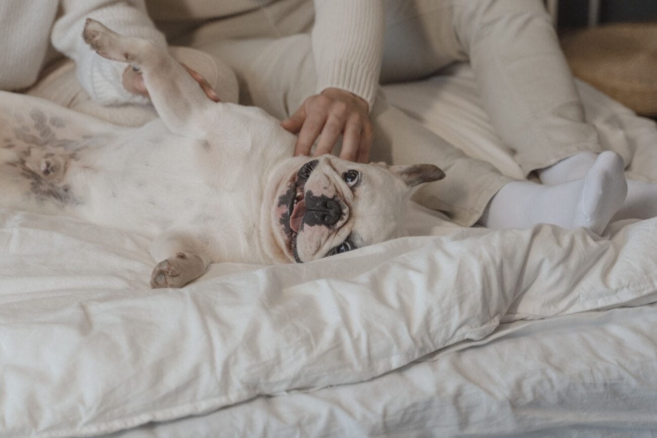 Dog-Friendly Hotels in Southampton