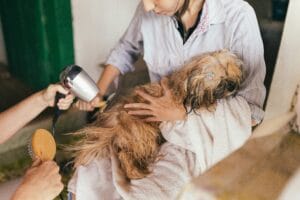 Dog Grooming in Southampton