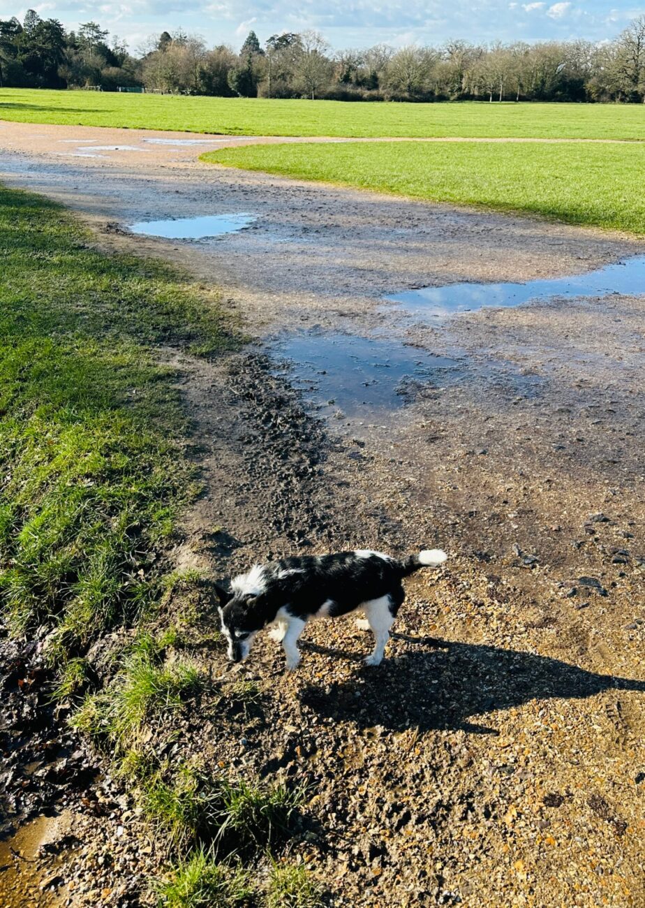 Dogs at Southampton Common