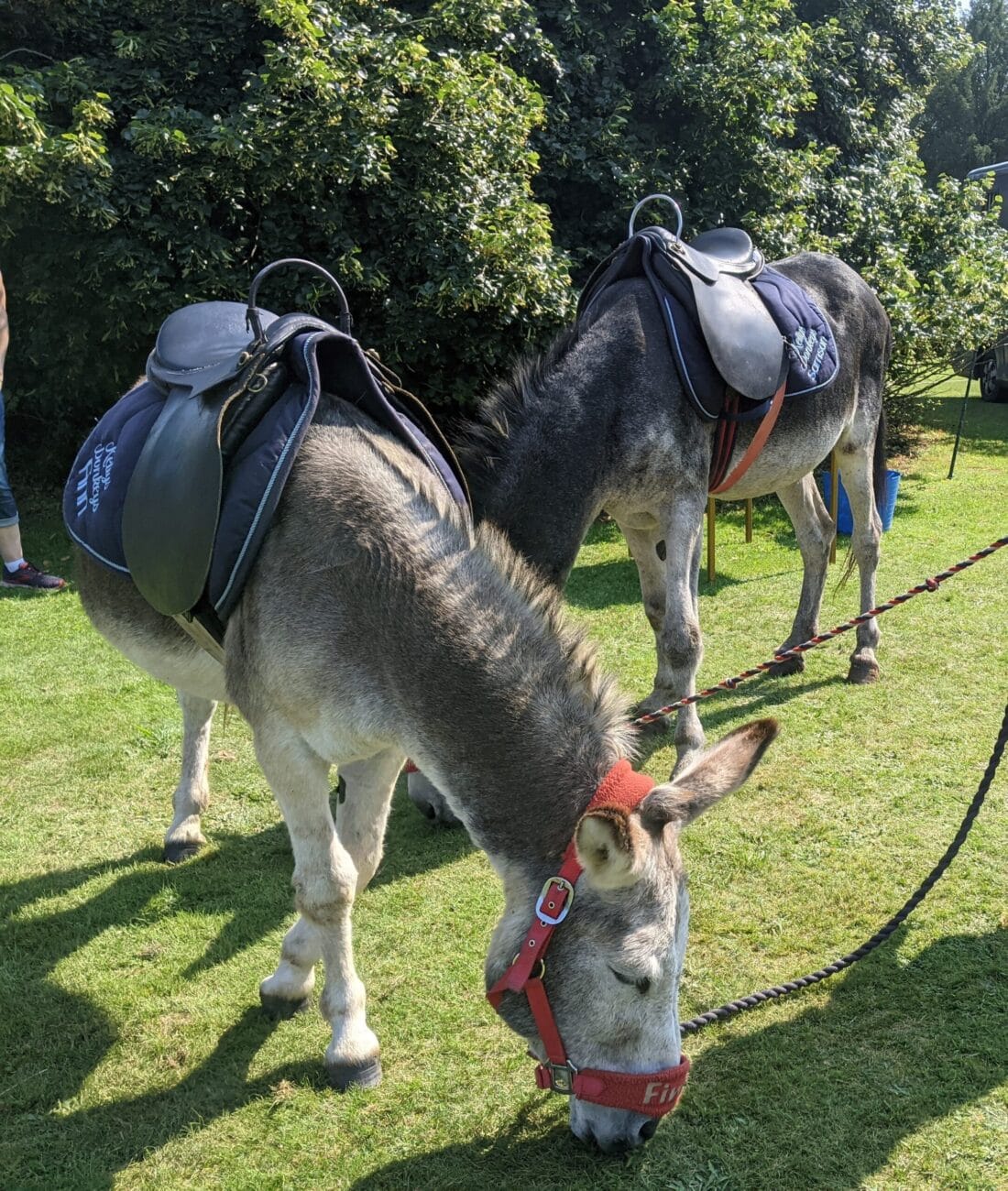 Donkey Days 2026 at Exbury Gardens