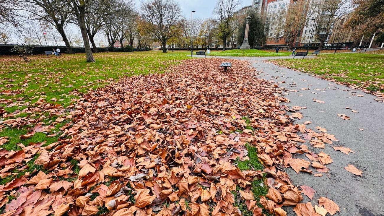 Dried leaves forming a thin carpet in Queen's Park
