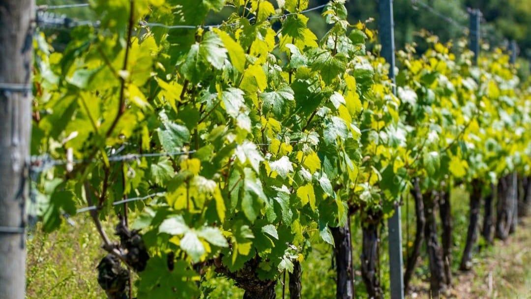 Exton Park Vineyard