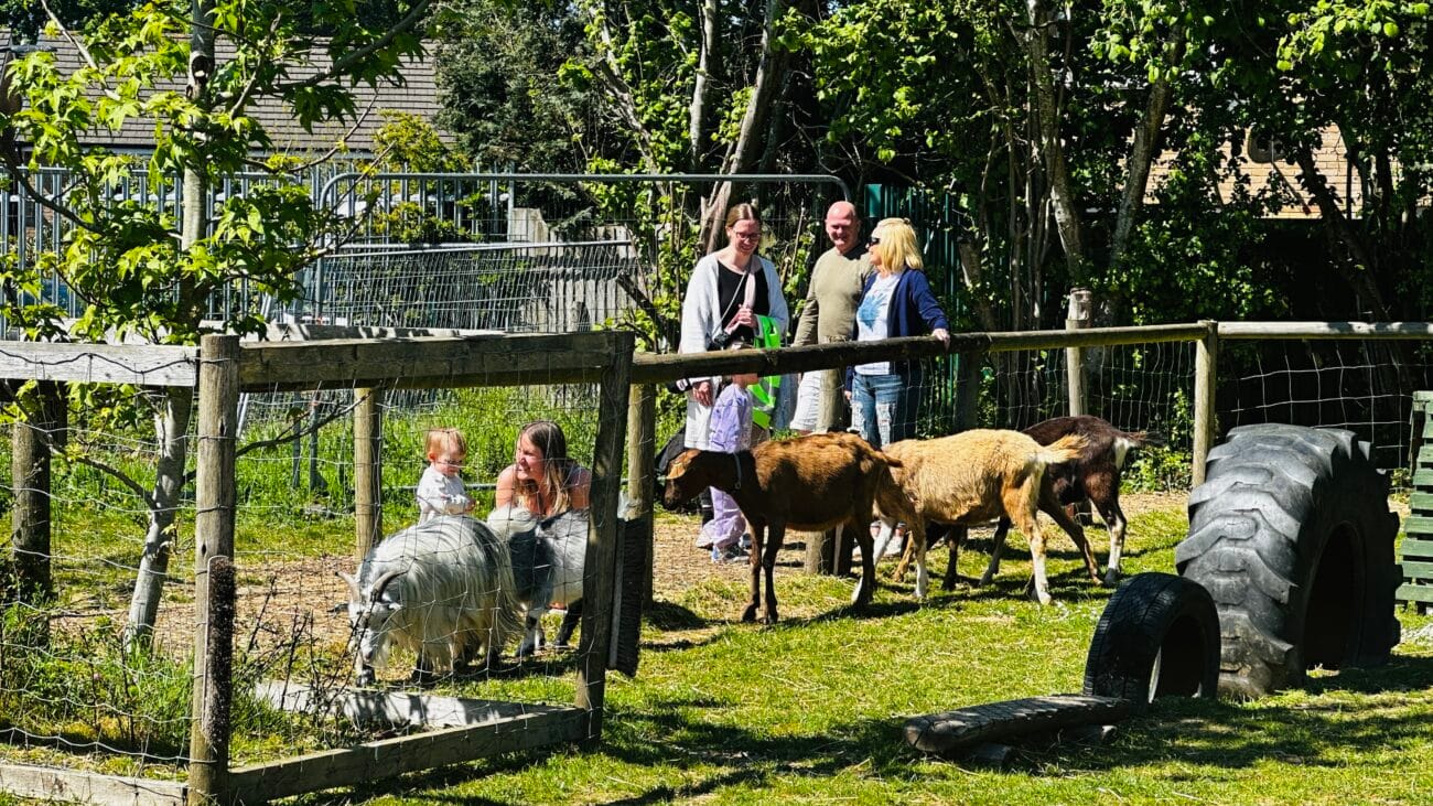 Feeding the Goats Southampton City Farm