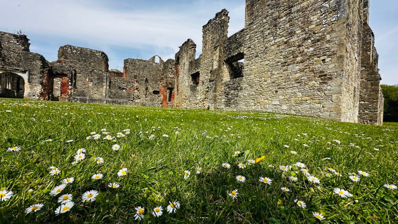 Flowers Blooming outside Netley Abbey