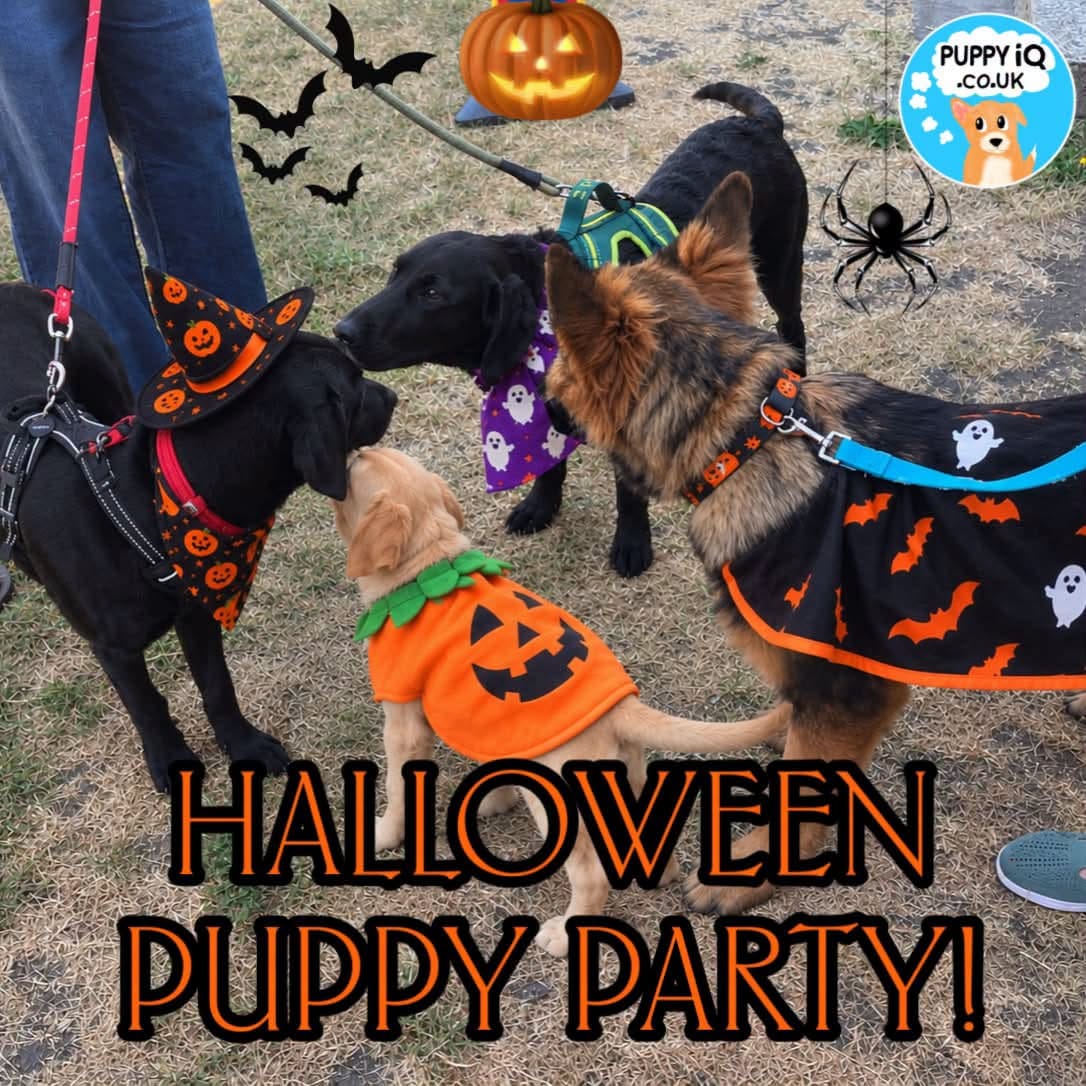 Halloween Puppy Party and Costume Contest