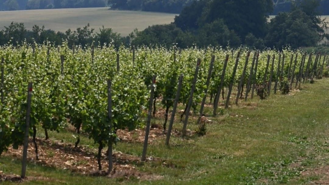 Hattingley Valley Wines