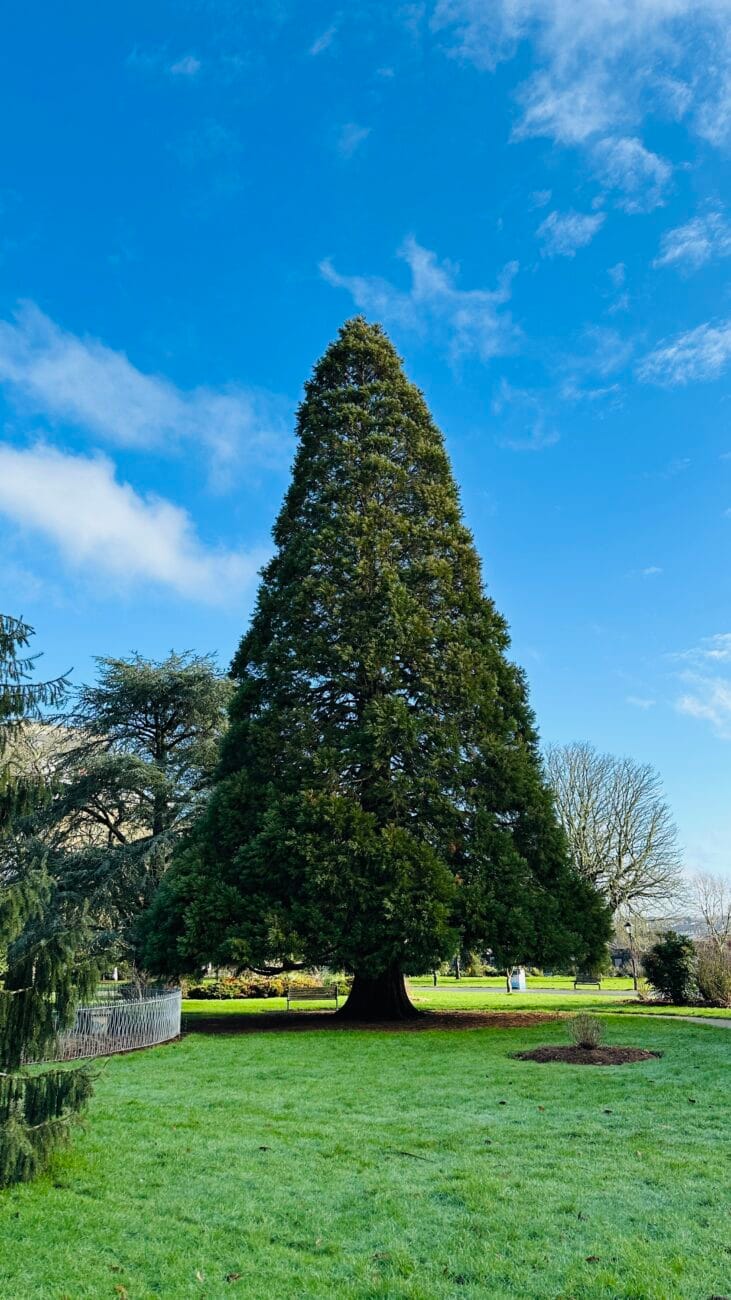Healthy evergreen in East Park, Southampton