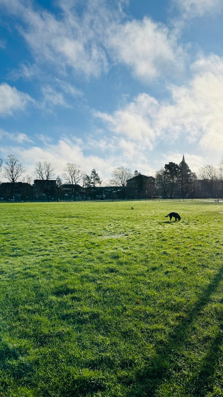 Hoglands Park skyline view from the grass