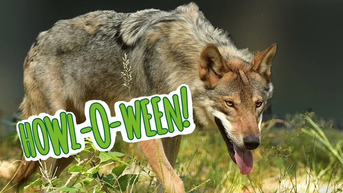 Howl-O-Ween
