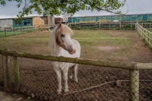 Longdown Activity Farm Southampton