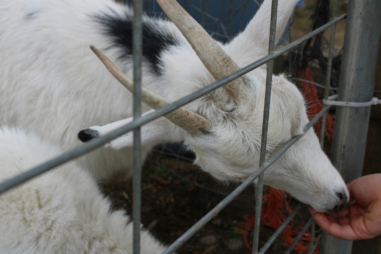 Manor Farm Feeding Goats