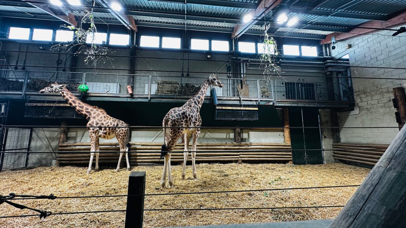 Marwell Zoo