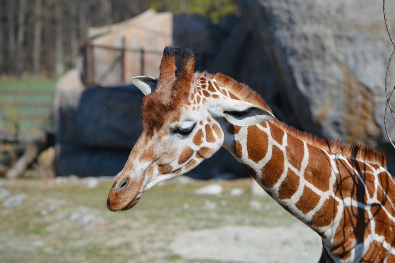 Marwell Zoo