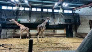 Marwell Zoo