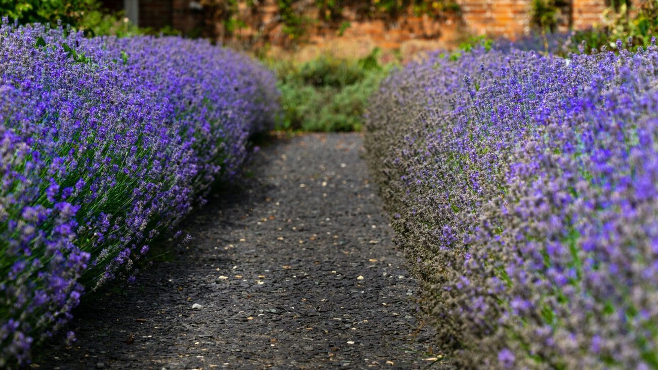 Mottisfont