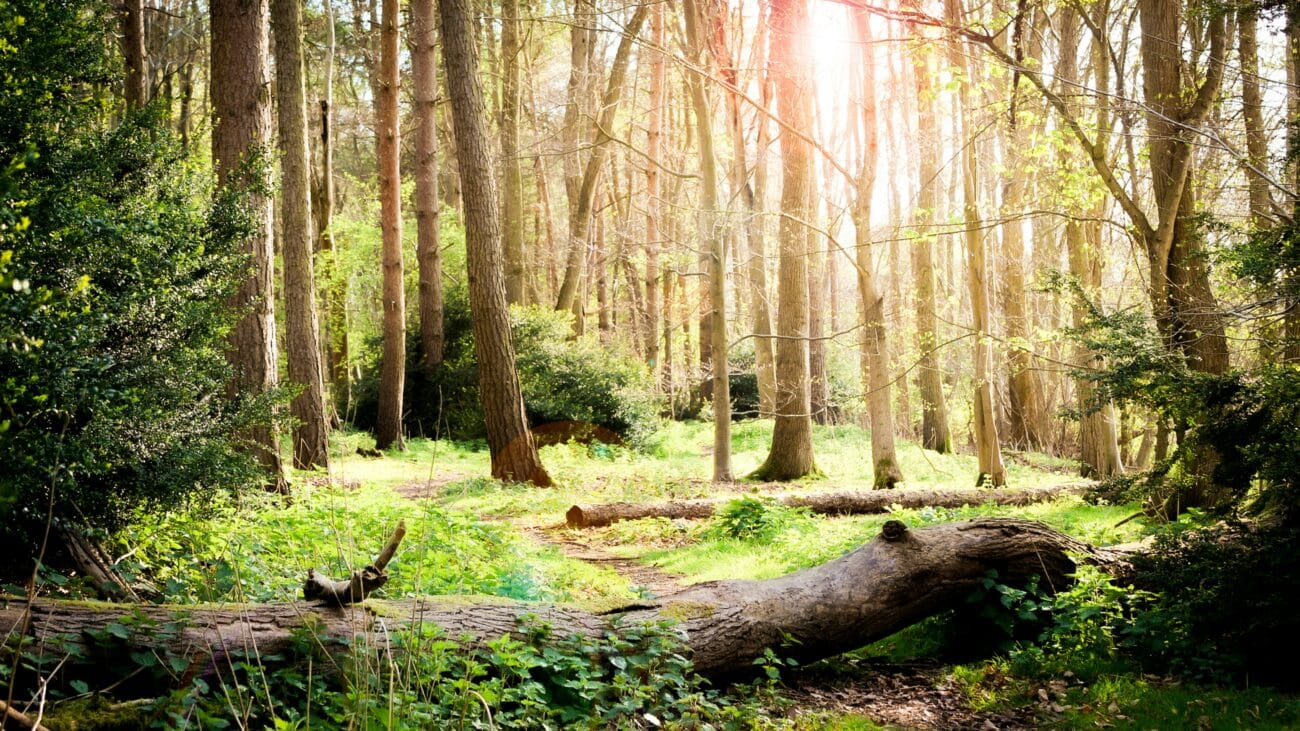 New Forest Commons