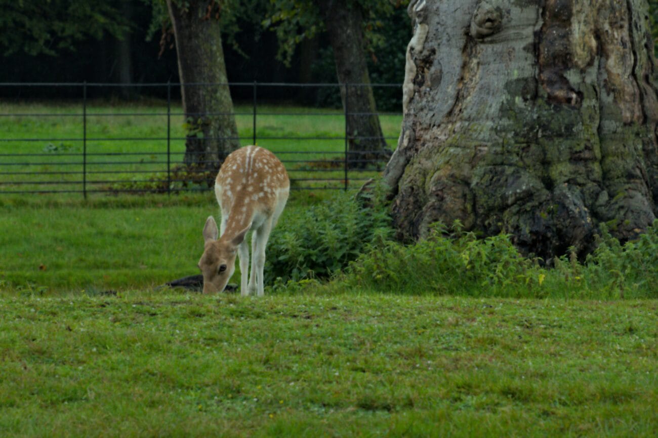 New Forest Wildlife Park