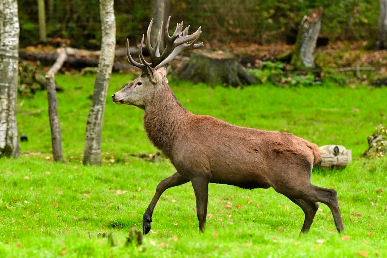 New Forest Wildlife Park Deer