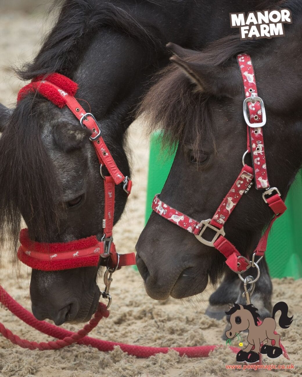Pony Magic Summer at the Farm