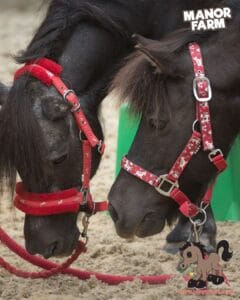 Pony Magic Summer at the Farm