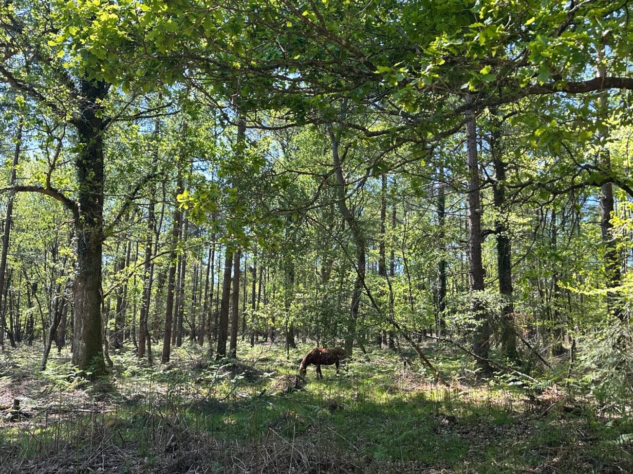 Pony Spotted at the New Forest
