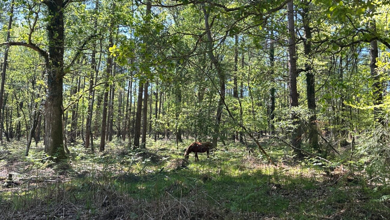 Best Day Trips from Southampton for 2026 1 Pony Spotted at the New Forest