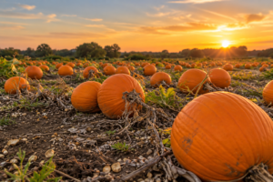 Pumpkin Picking in Southampton 7 Best Places (2026)