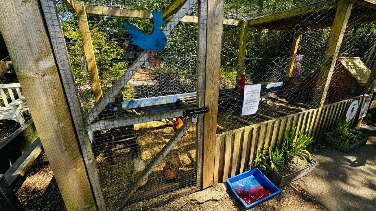 Southampton City Farm Chicken