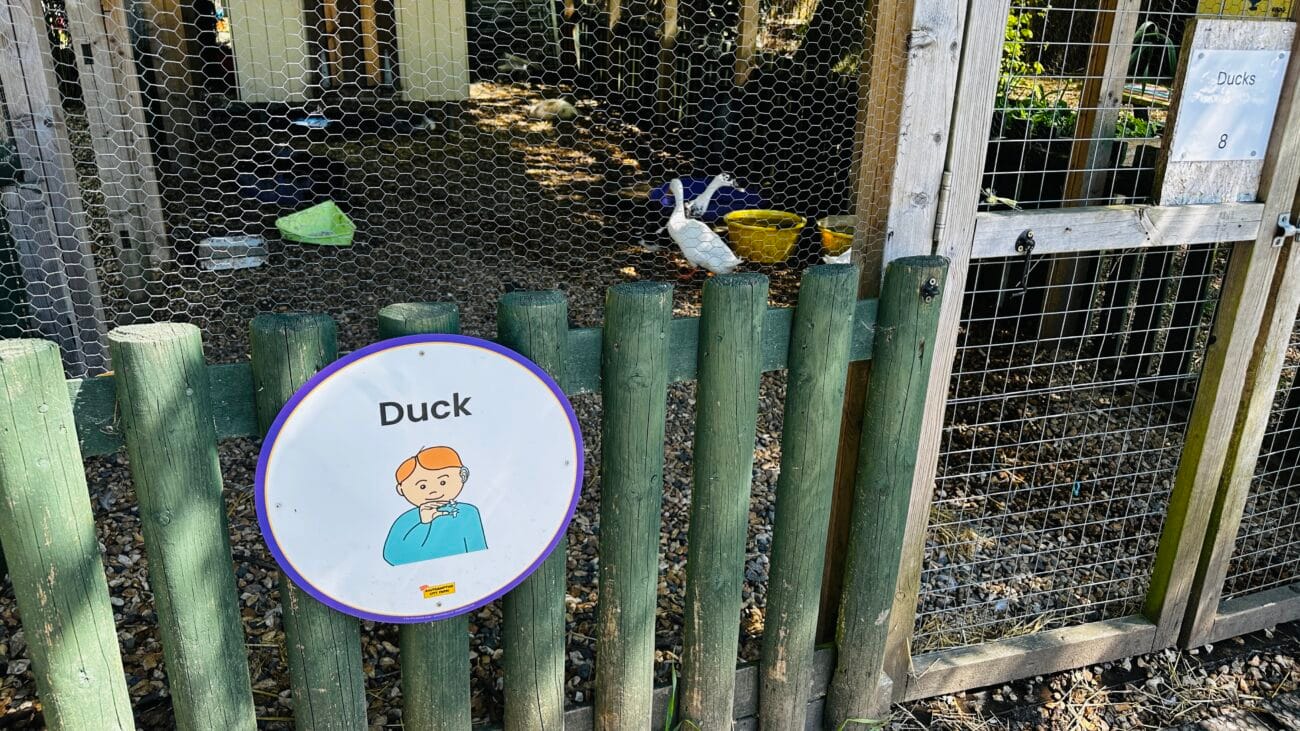 Southampton City Farm Ducks