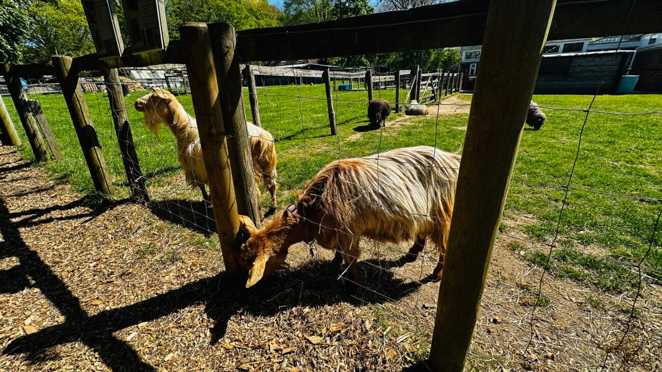 Southampton City Farm Goats