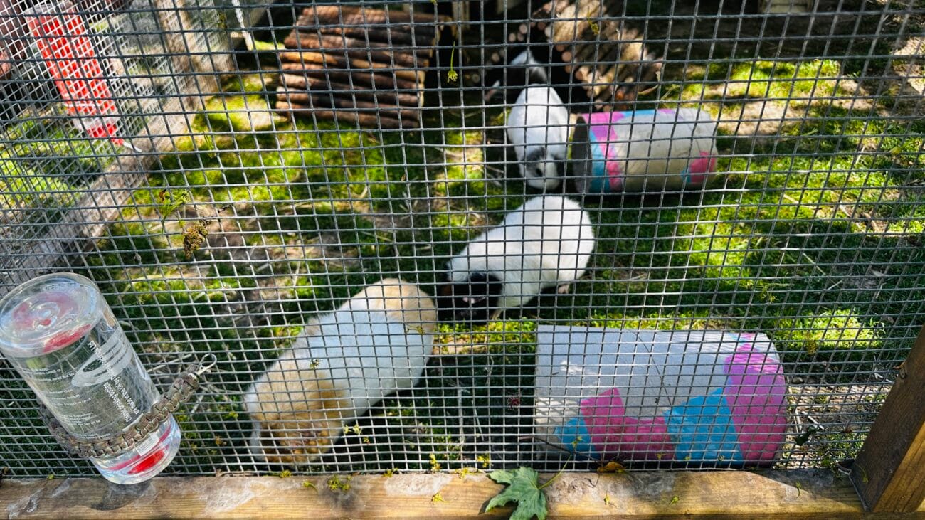 Southampton City Farm Guinea Pigs