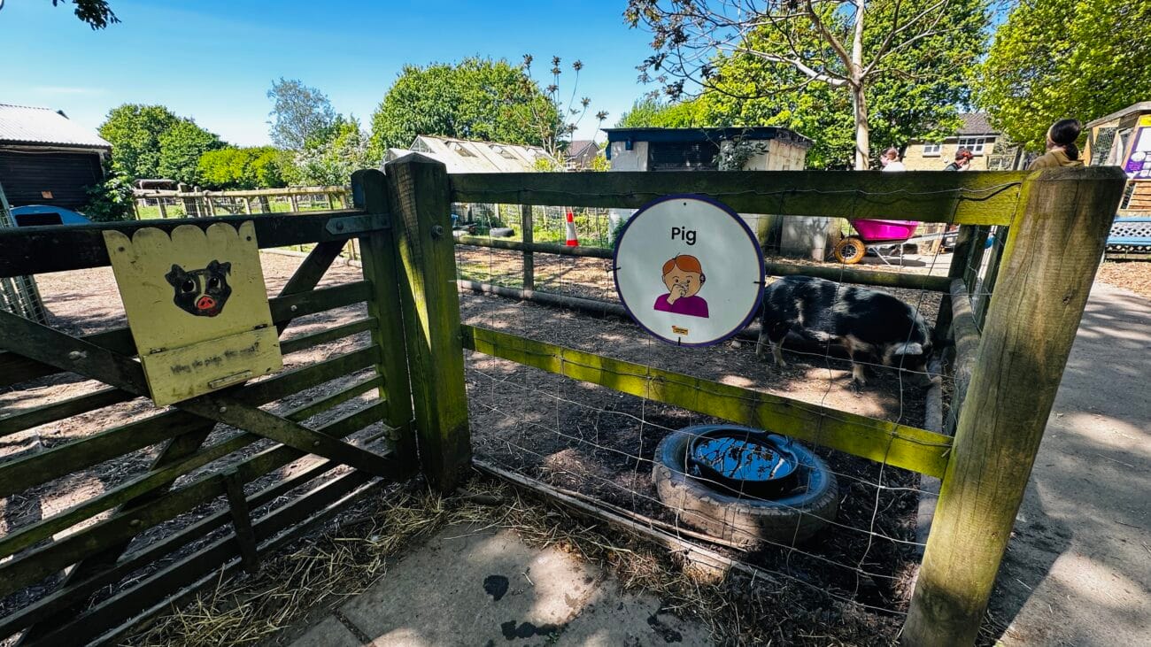 Southampton City Farm Pigs
