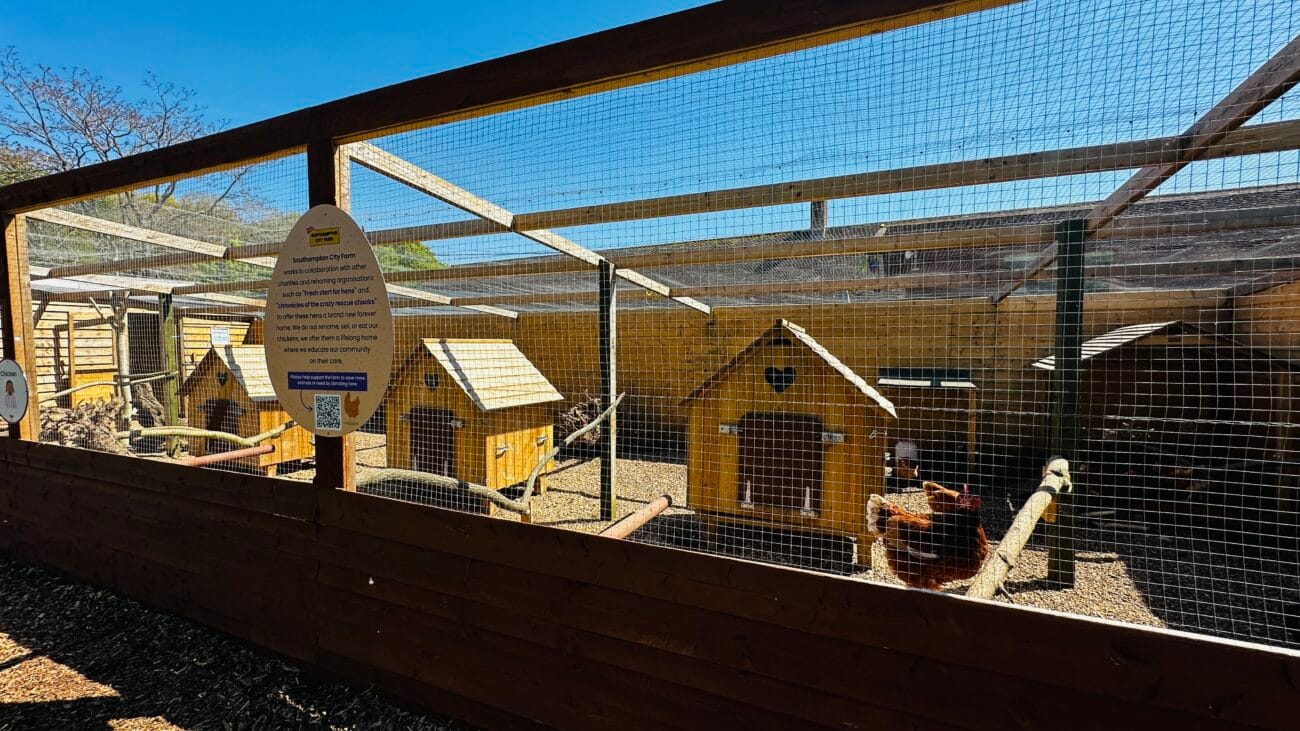 Southampton City Farm Poultry Animals