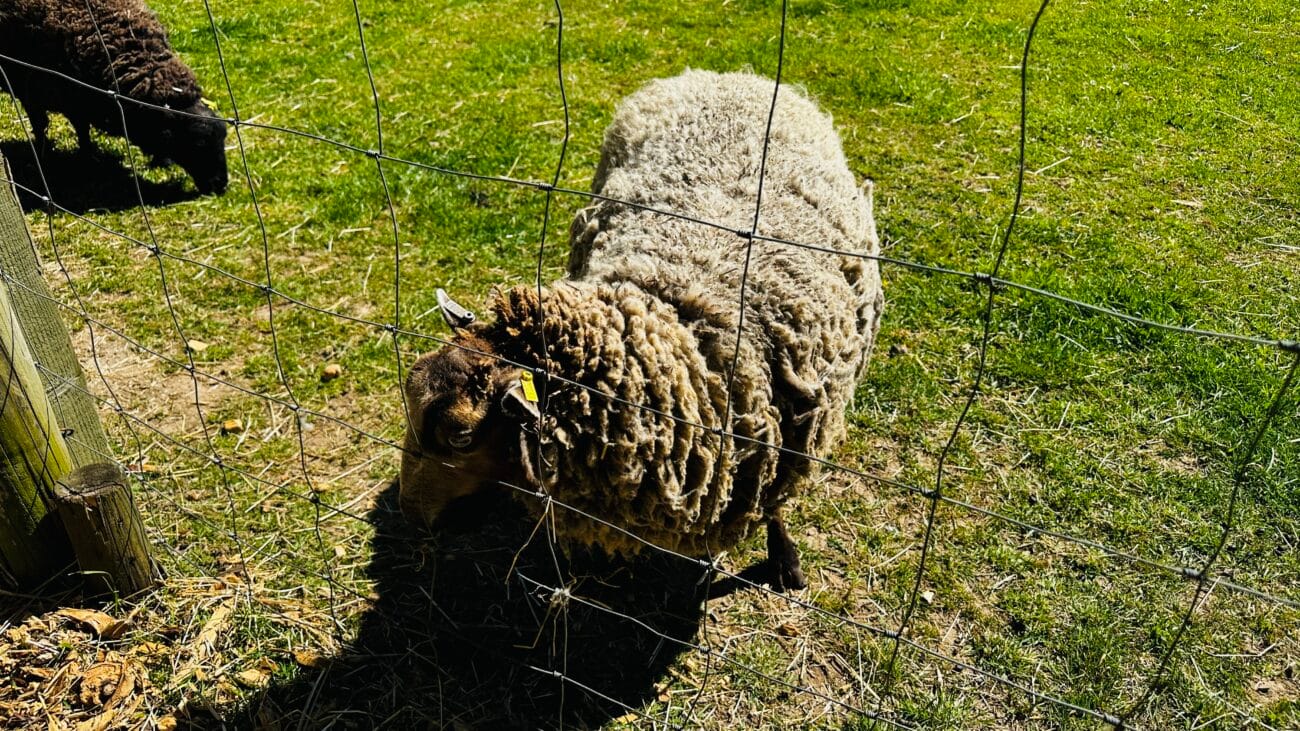 Southampton City Farm Sheep