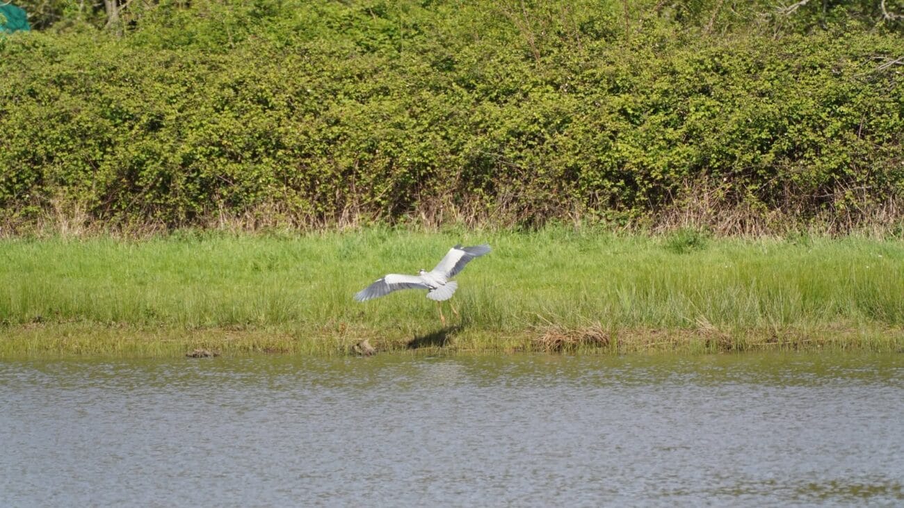 Testwood Lakes Nature Reserve