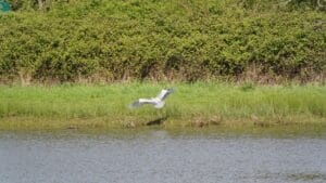 Testwood Lakes Nature Reserve
