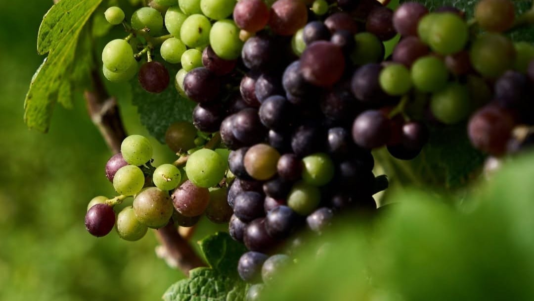 The Grange Vineyard