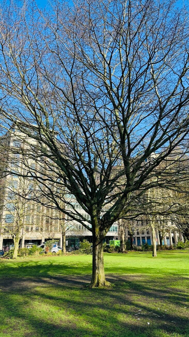 Watts Park in autumn with fallen leaves