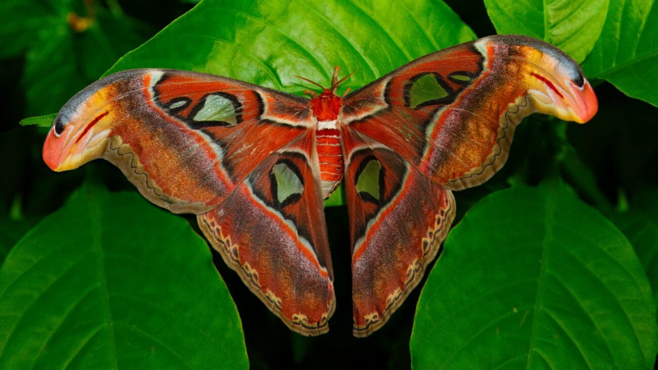 Wild about Nature 2026